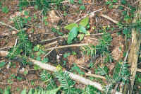 928Spruce11.jpg (757959 bytes)
