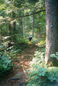 Trail1.jpg (398390 bytes)