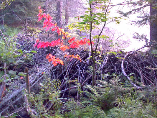 IMAGE005.JPG (257052 bytes)