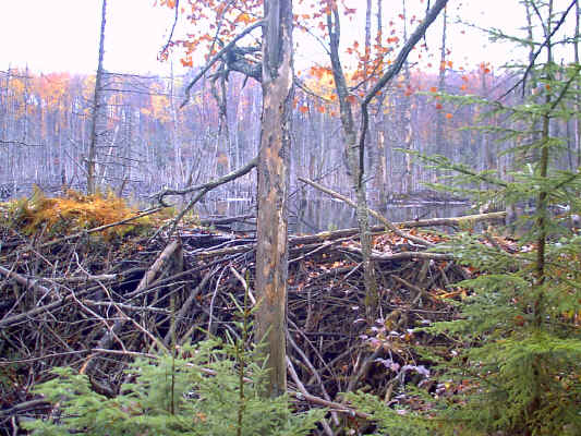 IMAGE002.JPG (266785 bytes)