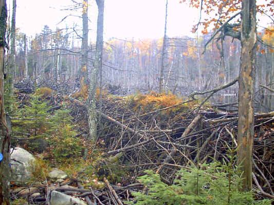 IMAGE003.JPG (266806 bytes)