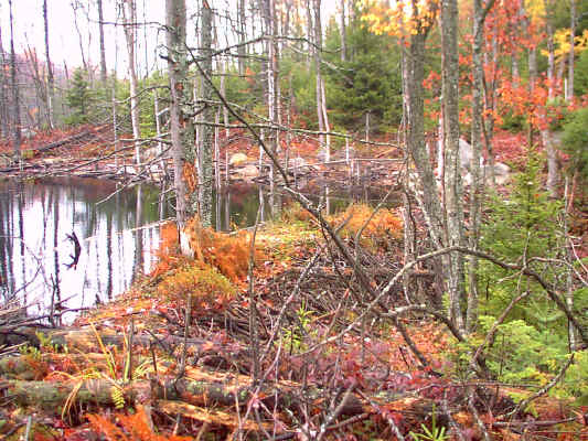 IMAGE004.JPG (260825 bytes)