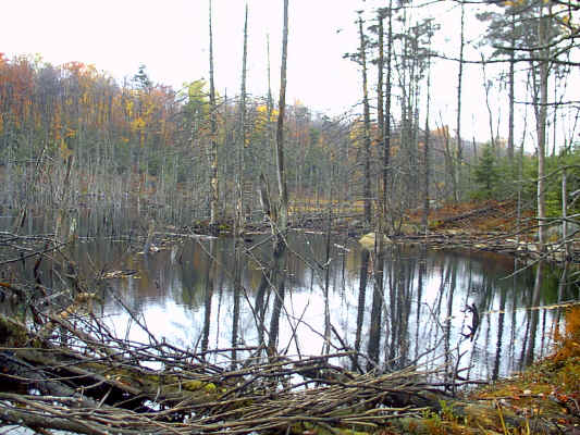 IMAGE005.JPG (266255 bytes)