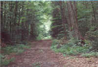 mphorsetrail.jpg (130768 bytes)