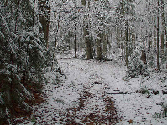 IMAGE003.JPG (257346 bytes)