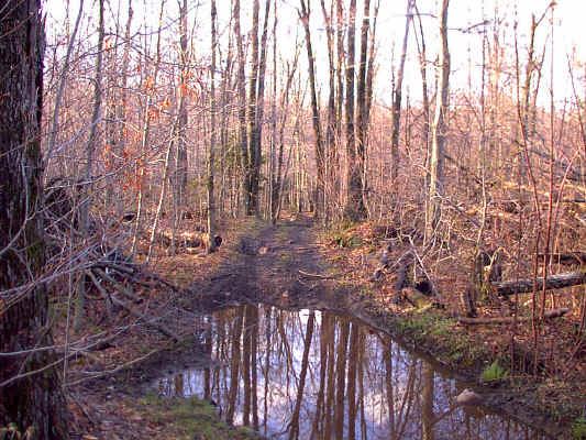05atvtrail.JPG (261995 bytes)