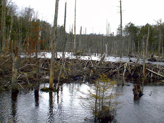 17hammer.JPG (272545 bytes)