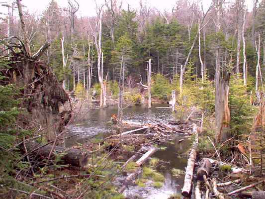 18hammer.JPG (258169 bytes)