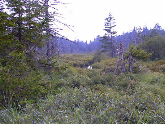 IMAGE036.JPG (256569 bytes)